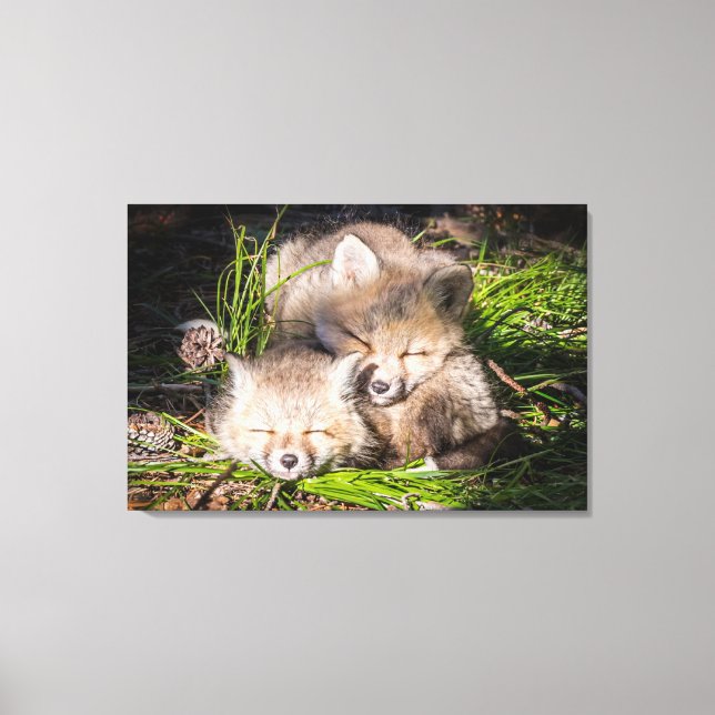 Cutest Baby Animals | Baby Red Fox Kits Sleeping Canvas Print (Front)