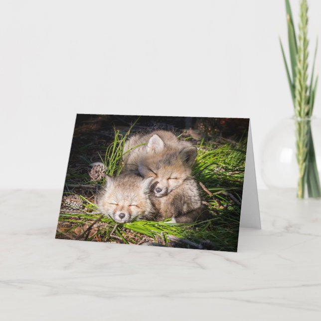 Cutest Baby Animals | Baby Red Fox Kits Sleeping Card (Front)