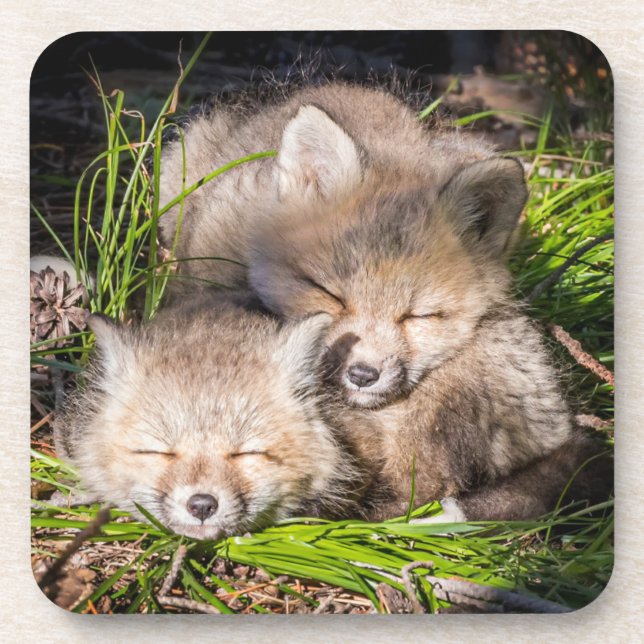 Cutest Baby Animals | Baby Red Fox Kits Sleeping Coaster (Front)