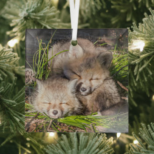 Cutest Baby Animals   Baby Red Fox Kits Sleeping Glass Tree Decoration