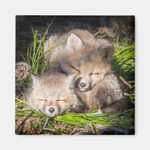 Cutest Baby Animals   Baby Red Fox Kits Sleeping Magnet