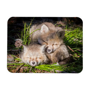 Cutest Baby Animals   Baby Red Fox Kits Sleeping Magnet