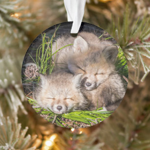 Cutest Baby Animals   Baby Red Fox Kits Sleeping Ornament