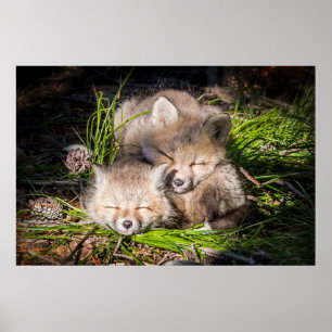 Cutest Baby Animals Baby Red Fox Kits Sleeping Poster