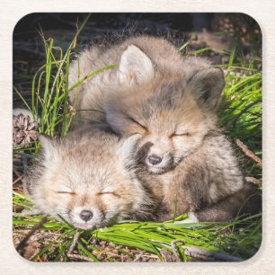 Cutest Baby Animals Baby Red Fox Kits Sleeping Square Paper Coaster