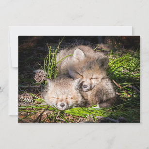 Cutest Baby Animals   Baby Red Fox Kits Sleeping Thank You Card