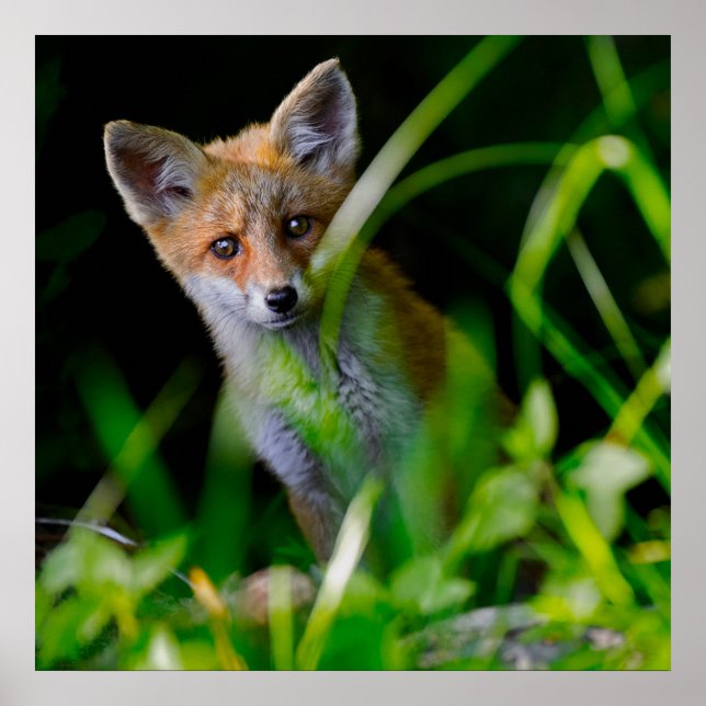 Cutest Baby Animals | Baby Red Fox Poster (Front)