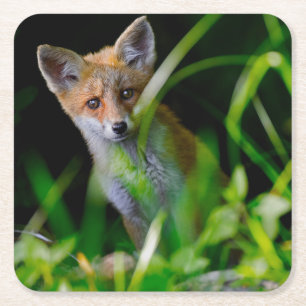 Cutest Baby Animals   Baby Red Fox Square Paper Coaster