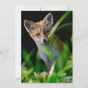 Cutest Baby Animals Baby Red Fox Thank You Card