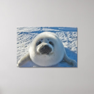Cutest Baby Animals Baby Seal Canvas Print