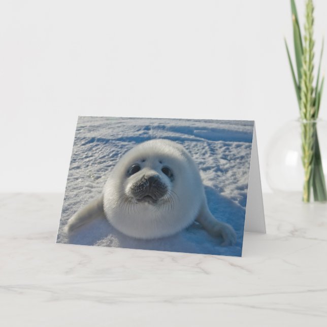 Cutest Baby Animals | Baby Seal Card (Front)