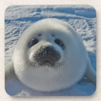 Cutest Baby Animals | Baby Seal