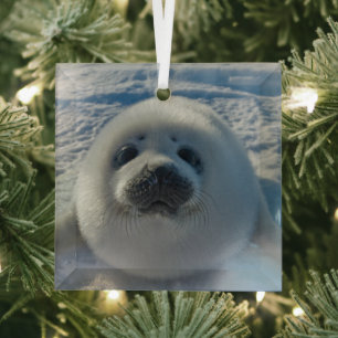 Cutest Baby Animals Baby Seal Glass Tree Decoration