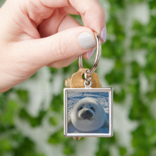 Cutest Baby Animals   Baby Seal Key Ring