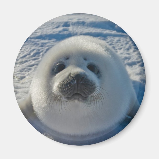 Cutest Baby Animals | Baby Seal Magnet (Front)