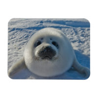 Cutest Baby Animals | Baby Seal