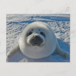 Cutest Baby Animals   Baby Seal Postcard