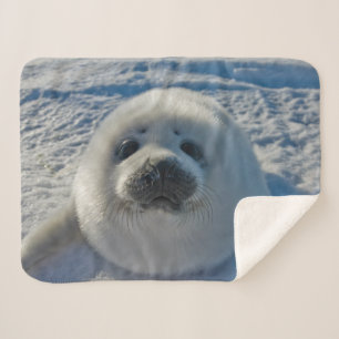 Cutest Baby Animals Baby Seal Sherpa Blanket