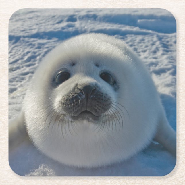 Cutest Baby Animals | Baby Seal Square Paper Coaster (Front)