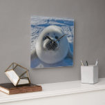 Cutest Baby Animals | Baby Seal Square Wall Clock<br><div class="desc">This cute Getty Images photo features a baby seal.</div>