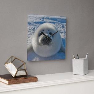 Cutest Baby Animals Baby Seal Square Wall Clock