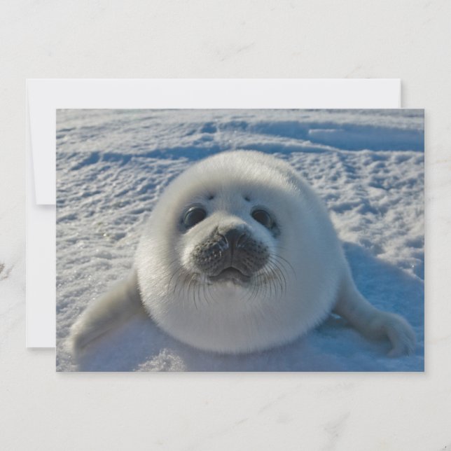 Cutest Baby Animals | Baby Seal Thank You Card (Front)