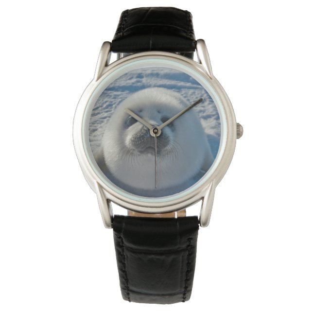 Cutest Baby Animals | Baby Seal Watch (Front)