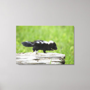 Cutest Baby Animals   Baby Skunk Canvas Print