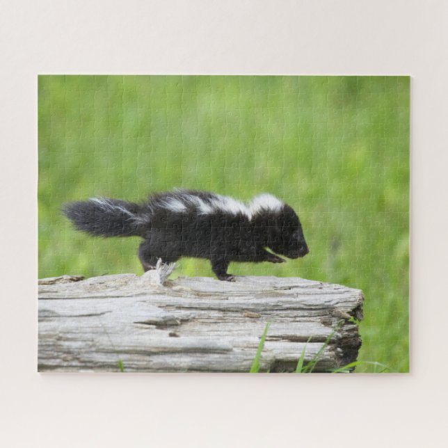Cutest Baby Animals | Baby Skunk Jigsaw Puzzle (Horizontal)