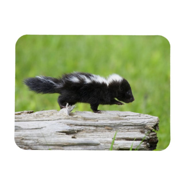 Cutest Baby Animals | Baby Skunk Magnet (Horizontal)