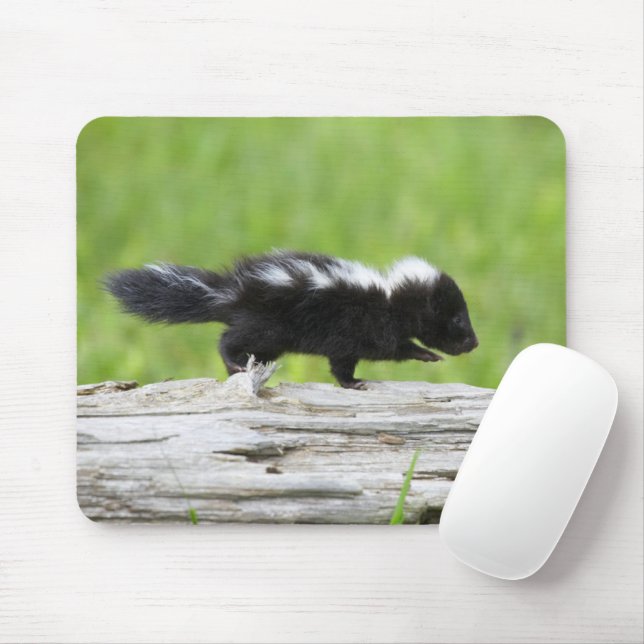 Cutest Baby Animals | Baby Skunk Mouse Mat (With Mouse)