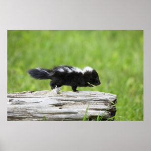 Cutest Baby Animals   Baby Skunk Poster