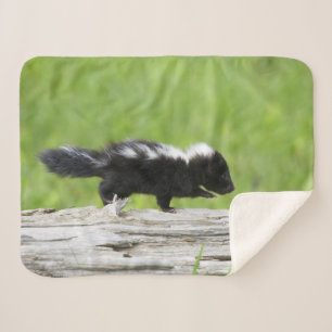 Cutest Baby Animals   Baby Skunk Sherpa Blanket