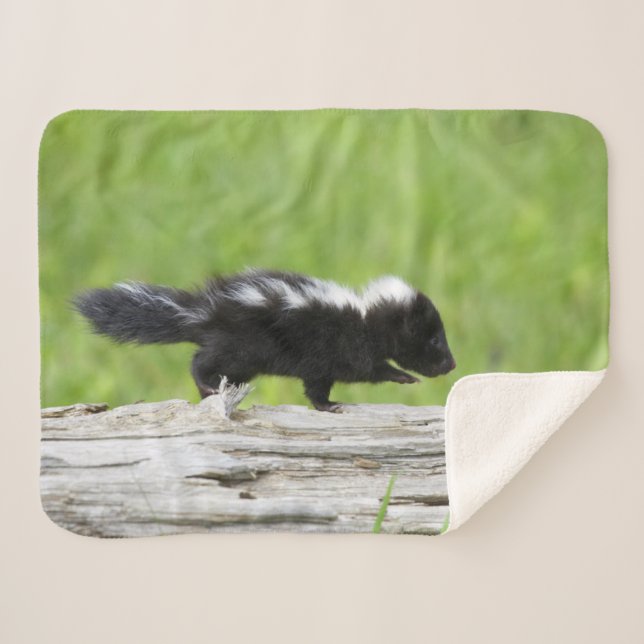 Cutest Baby Animals | Baby Skunk Sherpa Blanket (Front (Horizontal))