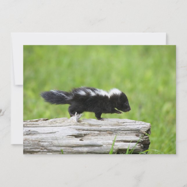 Cutest Baby Animals | Baby Skunk Thank You Card (Front)