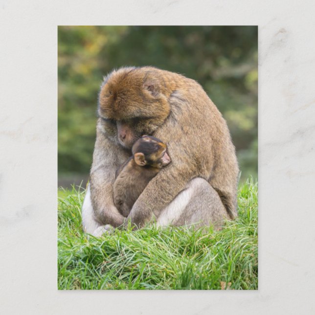 Cutest Baby Animals | Barbary Macaque Family Postcard (Front)