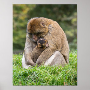 Cutest Baby Animals Barbary Macaque Family Poster