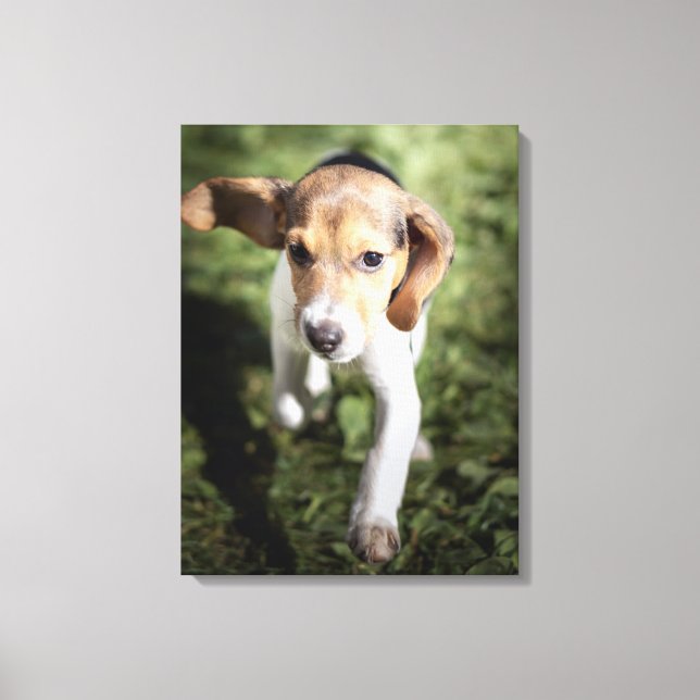 Cutest Baby Animals | Beagle Puppy Canvas Print (Front)