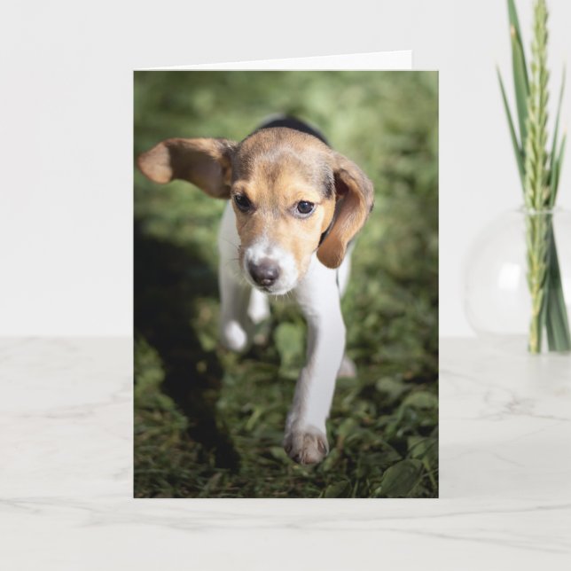 Cutest Baby Animals | Beagle Puppy Card (Front)