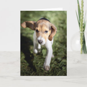 Cutest Baby Animals Beagle Puppy Card