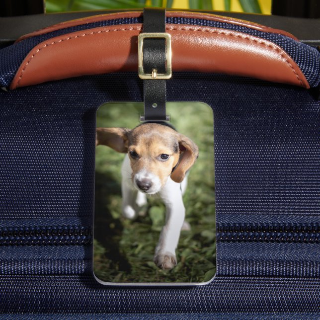 Cutest Baby Animals | Beagle Puppy Luggage Tag (Front Insitu 2)