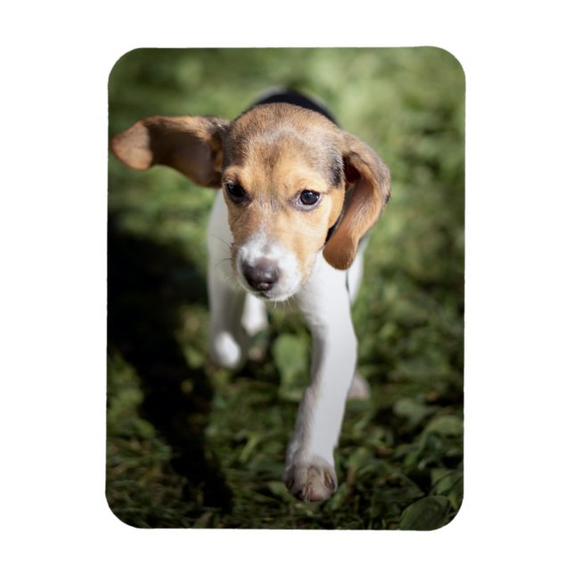 Cutest Baby Animals | Beagle Puppy Magnet (Vertical)