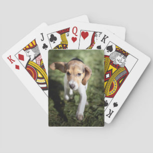 Cutest Baby Animals   Beagle Puppy Playing Cards