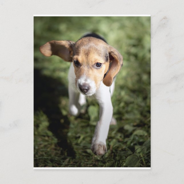 Cutest Baby Animals | Beagle Puppy Postcard (Front)