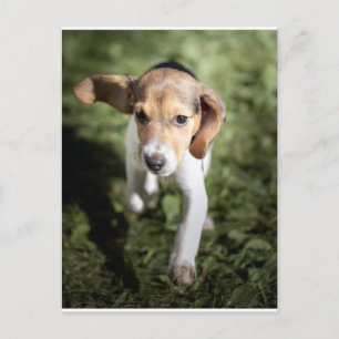 Cutest Baby Animals   Beagle Puppy Postcard