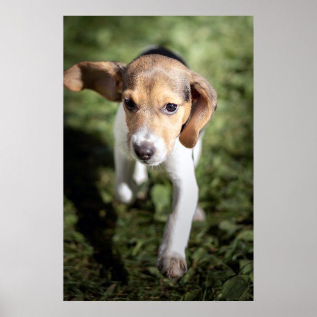 Cutest Baby Animals | Beagle Puppy Poster (Front)