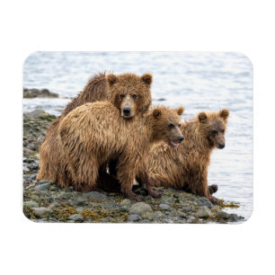 Cutest Baby Animals   Bear & Cubs Magnet