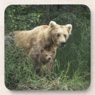 Cutest Baby Animals Bear Mama Bear & Her Cubs Coaster