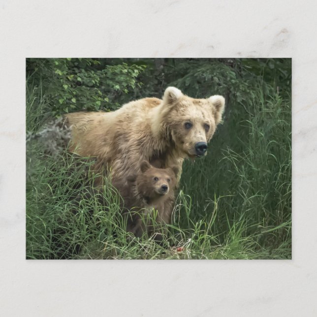 Cutest Baby Animals | Bear Mama Bear & Her Cubs Postcard (Front)