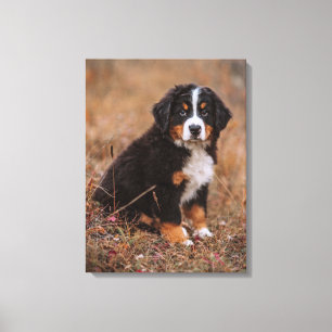 Cutest Baby Animals   Bernese Mountain Dog Canvas Print